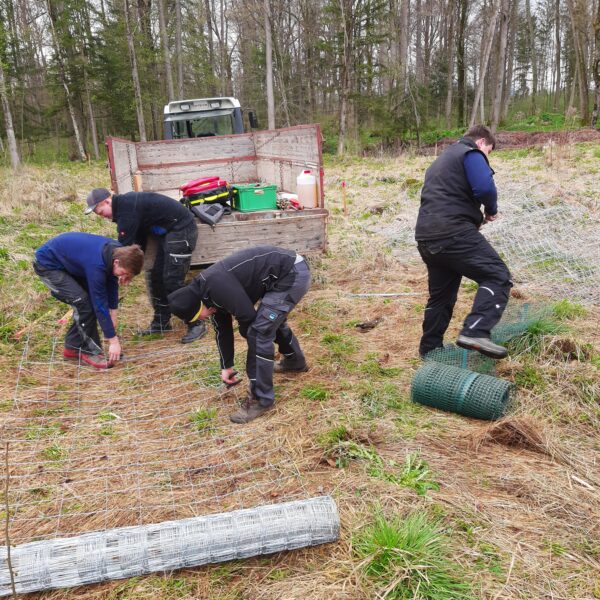 Pappelversuch Kleßheim